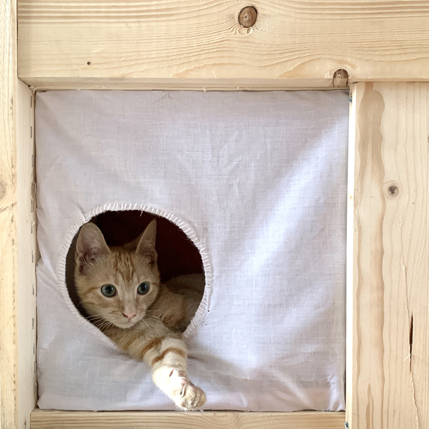 Recon Arquitectura propuso una vivienda para un gato